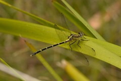 Austrogomphus ochraceus