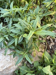 Diplacus aurantiacus