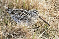 Gallinago magellanica