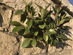 Ficus rubiginosa