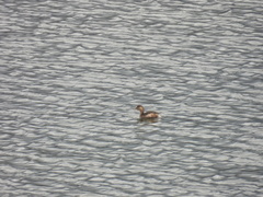 Tachybaptus ruficollis