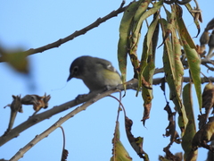 Vireo