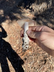 Amanita calyptratoides