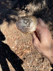 Amanita calyptratoides