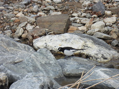 Motacilla grandis