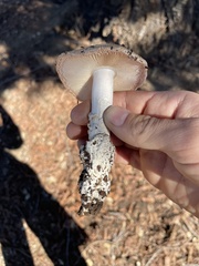 Amanita calyptratoides