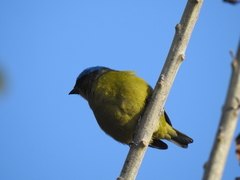 Chlorophonia elegantissima