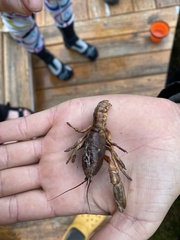 Spinastacoides inermis