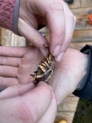 Spinastacoides inermis