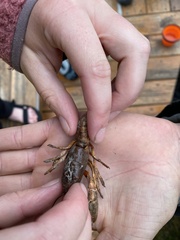 Spinastacoides inermis