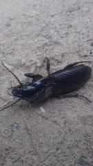 Pterostichus cylindricus
