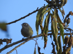 Vireo