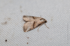 Zebeeba falsalis