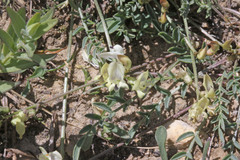 Astragalus miser tenuifolius