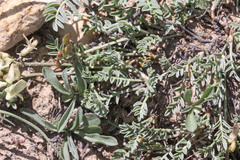 Astragalus miser tenuifolius