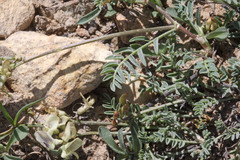 Astragalus miser tenuifolius