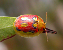Paropsisterna nobilitata