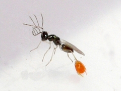 Eulophinae