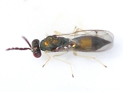 Eulophinae