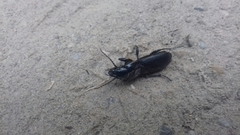 Pterostichus cylindricus