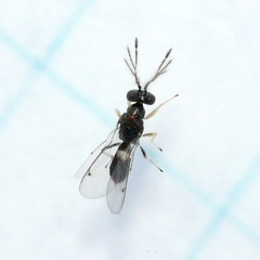 Eulophinae