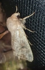 Orthosia rubescens