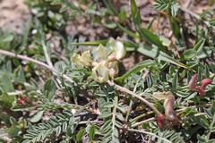 Astragalus miser tenuifolius