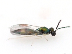 Eulophinae