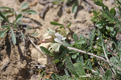 Astragalus miser tenuifolius