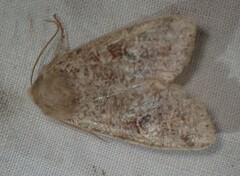 Orthosia rubescens