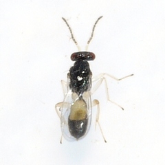 Eulophinae