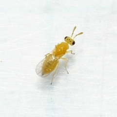 Eulophinae
