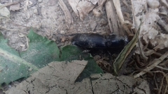 Pterostichus cylindricus