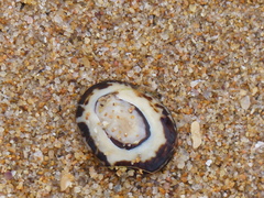 Patelloida latistrigata