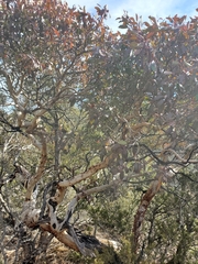 Arbutus