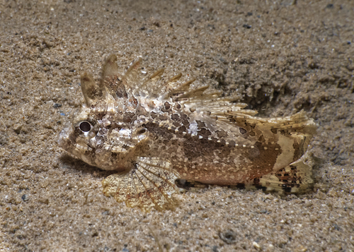 Paracentropogon vespa