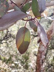Arbutus