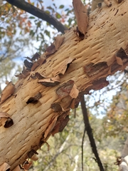 Arbutus
