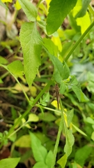 Conocephalus maculatus