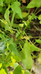 Conocephalus maculatus