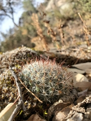Mammillaria barbata