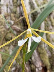 Epidendrum nocturnum