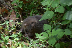 Heterogeomys hispidus