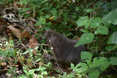 Heterogeomys hispidus