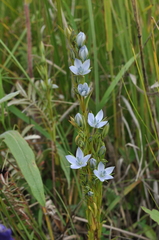 Lomatogonium rotatum
