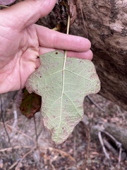Hydrangea quercifolia