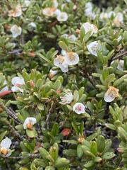 Eucryphia milliganii