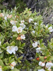 Eucryphia milliganii