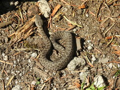 Crotalus triseriatus