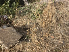 Centaurea solstitialis